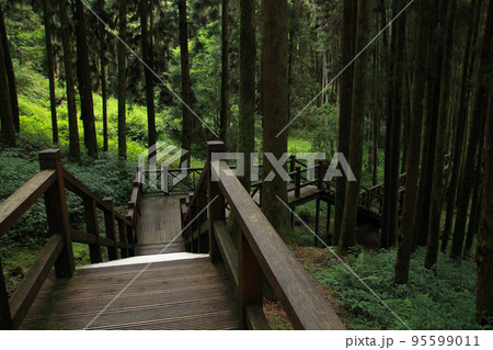 Wooden walkway that lead in to Pine trees in the forest. Alishan National Forest Recreation Area. Chiayi County, Alishan Township, Taiwan Wooden walkway that lead in to Pine trees in the forest. Alishan National Forest Recreation Area. Chiayi County, Alishan Township, Taiwan 95599011