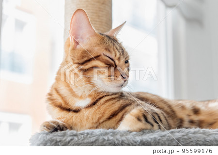 Adorable Bengal cat on a scratching post near the window. Adorable Bengal cat on a scratching post near the window. 95599176