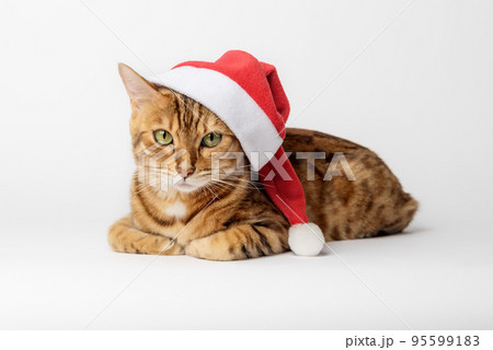 Christmas cat in a red Santa Claus hat. Christmas cat in a red Santa Claus hat. 95599183