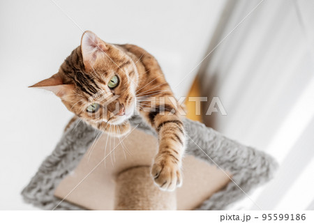 Cute bengal cat and tree in the room. Cute bengal cat and tree in the room. 95599186