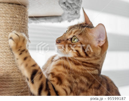 Cute pet sharpens its claws on a cat tree at home. 95599187