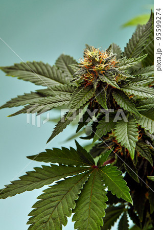 Close-up of a marijuana buds flower isolated on a light blue background. Cannabis can help manage chronic pain, nausea, and vomiting resulting from chemotherapy treatment. Medical and business concept 95599274