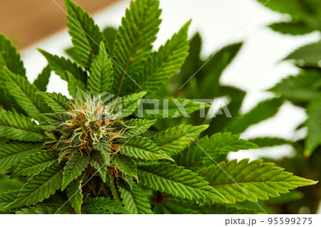 plant sativa cannabis beautiful background of the theme of legalization and medical hemp in the world 95599275