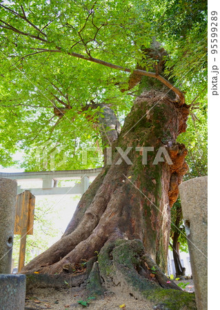 結弦羽神社の椋の木(兵庫県神戸市東灘区) 結弦羽神社の椋の木(兵庫県神戸市東灘区) 95599289