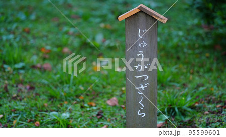 十月桜、じゅうがつさくら、旧芝離宮恩賜庭園 95599601