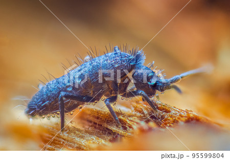 Slender springtail, Orchesella flavescens on wood, close up focus stacked macro photo 95599804
