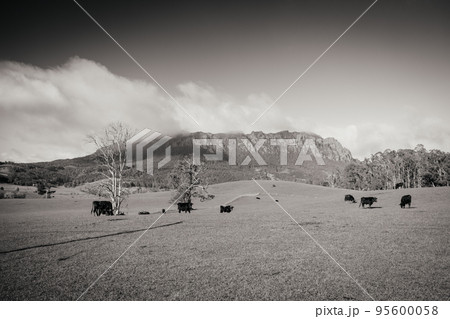 Mt Roland near Sheffield in Tasmania Australia 95600058