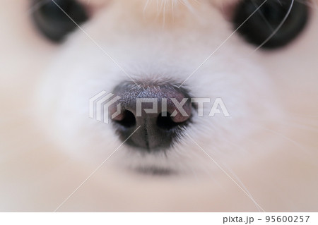 ポメラニアンの鼻 95600257