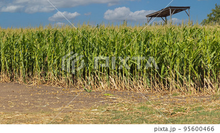 Corn Maize Crops Corn Maize Crops 95600466