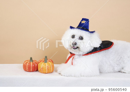 ハロウィンを楽しむビジョンフリーゼのはなちゃんのバストアップ 95600540