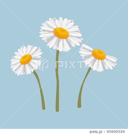 Chamomile. Chamomile flowers on the stem. A daisy in cartoon style. Medicinal plant. Vector illustration Chamomile. Chamomile flowers on the stem. A daisy in cartoon style. Medicinal plant. Vector illustration 95600584