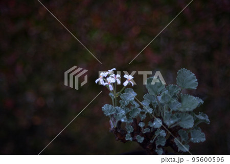 ペラルゴニウム　ミラビレの花 95600596