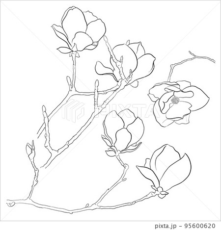 Vector Set of Magnolia Twigs. Vector Set of Magnolia Twigs. 95600620