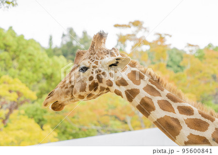 アミメキリンの日常 95600841