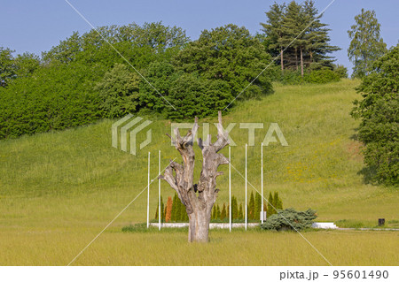 Oak Tree Landmark Oak Tree Landmark 95601490