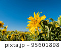 Sunflower against a blue sky with bee 95601898