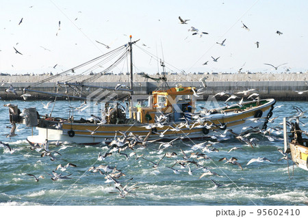 漁港の風景 大漁の魚を狙うカモメ 漁港の風景 大漁の魚を狙うカモメ 95602410