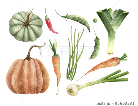 set of watercolor illustrations vegetarian food vegetables isolated on white background. set of watercolor illustrations vegetarian food vegetables isolated on white background. 95603531
