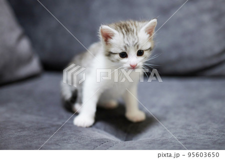 Portrait of cute white small kitty 95603650
