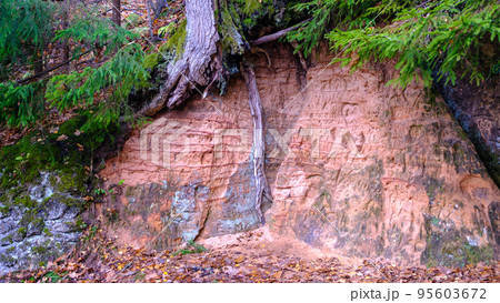 Natural cave in sandstone rock, former bank of Gauja river. Carved wall in Gutmanis cave in Sigulda. Gauja National Park, Latvia 95603672