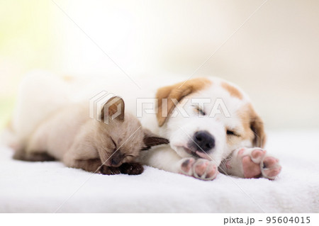 Cat and dog sleeping. Puppy and kitten sleep. 95604015