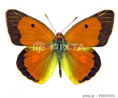 Orange butterfly isolated on white. Colias aurorina macro close up, collection butterflies, pieridae, decor element 95604391