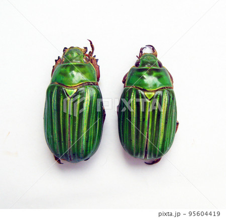 Green beetles isolated on white, Chrysina adelaida macro close up, collection beetles, rutelidae, insects 95604419