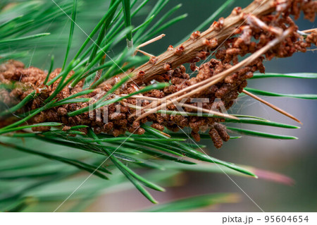 aphids on the trunk and branches of the siberian pine diseases 95604654
