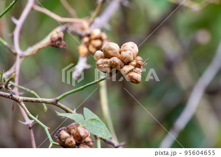 or Rosehip disease what is making the bush drying. Plant disease of Wild Rose on dandelion Dog Rose or Rosehip disease what is making the bush drying. Plant disease of Wild Rose on dandelion Dog Rose 95604655