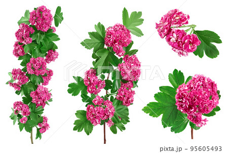 Blooming branch of hawthorn isolated on white background. Crataegus Pauls Scarlet. 95605493