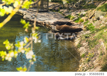 Harbor Seals rests on the rock in Zoo. Couple Of Grey Seals At The Pond Inside The Gdansk Zoo In Poland Harbor Seals rests on the rock in Zoo. Couple Of Grey Seals At The Pond Inside The Gdansk Zoo In Poland 95606093