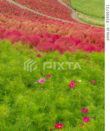 1茨城県ひたちなか市　ひたち海浜公園のコキアとコスモスと蕎麦の花 95606731