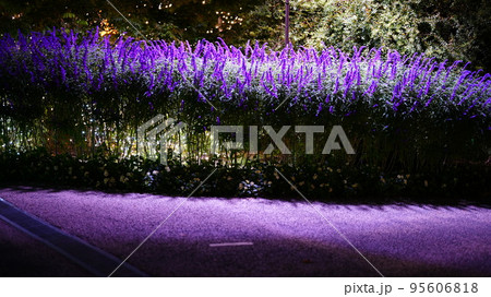 あしかがフラワーパークで観れる、アメジストセージの優雅な輝き 95606818