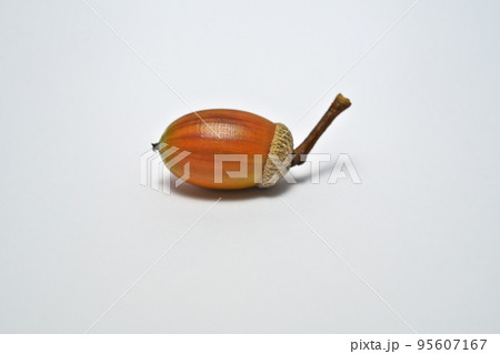 コナラの実（秋、十月） 95607167