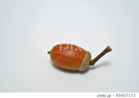 コナラの実(秋、十月) コナラの実(秋、十月) 95607173