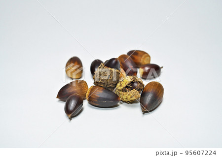 スダジイの実（秋、十月） 95607224