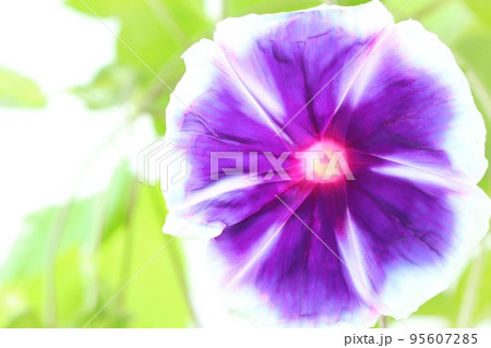 アサガオ 濃い紫色の花 白い縁 白い筋 明るい背景 アサガオ 濃い紫色の花 白い縁 白い筋 明るい背景 95607285