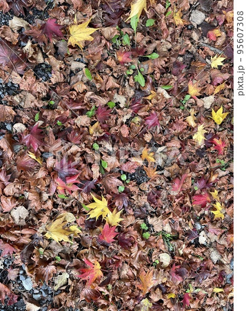 素材 落ち葉 もみじ 紅葉 素材 落ち葉 もみじ 紅葉 95607308