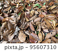 雑木林の落ち葉　素材　枯葉 95607310