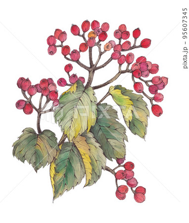 ガマズミの水彩画イラスト 95607345