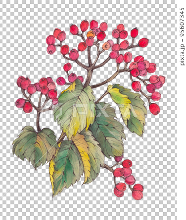 ガマズミの水彩画イラスト 95607345