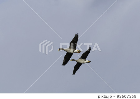 マガンの成鳥と幼鳥の飛翔 95607559