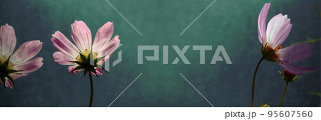 コスモス 95607560