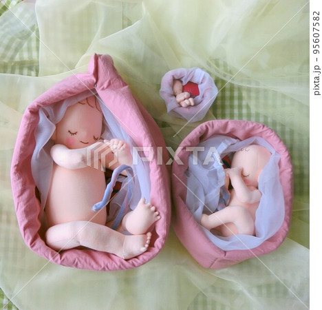 実物大でわかりやすい妊娠初期・中期・後期の胎児人形 95607582