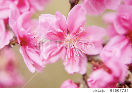 桃の花のクローズアップ 95607785