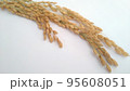 稲穂　穀物　米 95608051