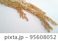 稲穂　穀物　米 95608052