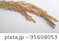 稲穂　穀物　米 95608053