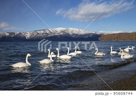 屈斜路湖 屈斜路湖 95608744