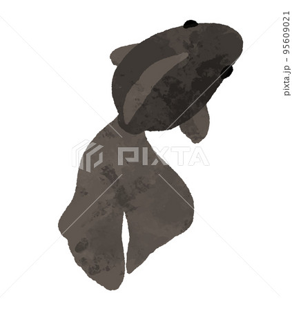 水彩風の上から見た黒色の金魚 95609021